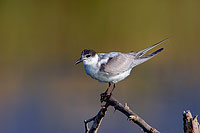 Whiskered Tern (Chlidonias hybridus) - Guifette moustac 10860 Whiskered Tern (Chlidonias hybridus) - Guifette moustac 10860