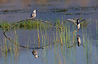 Whiskered Tern (Chlidonias hybridus) - Guifette moustac 11164