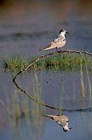 Whiskered Tern (Chlidonias hybridus) - Guifette moustac 11165