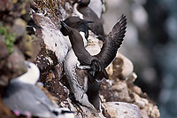 Guillemot (Uria aalge) - Guillemot - 17357