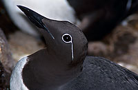 Guillemot (Uria aalge) - Guillemot - 17361