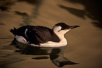 Guillemot (Uria aalge) - Guillemot - 17362