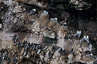 Guillemot (Uria aalge) - Guillemot - 17367