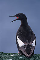 Black Guillemot (Cepphus grylle) - Guillemot à miroir - 17381