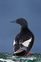 Black Guillemot (Cepphus grylle) - Guillemot à miroir - 17382