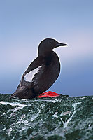 Black Guillemot (Cepphus grylle) - Guillemot à miroir - 17384