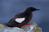 Black Guillemot (Cepphus grylle) - Guillemot à miroir - 17385