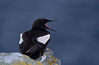 Black Guillemot (Cepphus grylle) - Guillemot à miroir - 17387