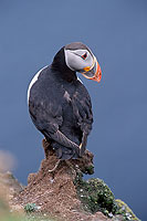 Puffin (Fratercula arctica) - Macareux moine - 17388