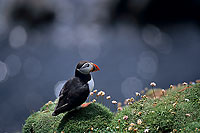 Puffin (Fratercula arctica) - Macareux moine - 17391