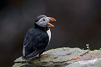 Puffin (Fratercula arctica) - Macareux moine - 17392