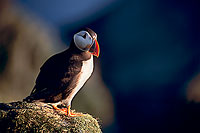 Puffin (Fratercula arctica) - Macareux moine - 17400