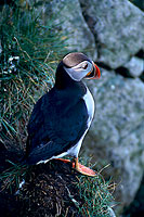 Puffin (Fratercula arctica) - Macareux moine - 17402