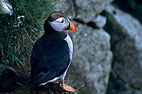 Puffin (Fratercula arctica) - Macareux moine - 17403