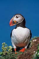 Puffin (Fratercula arctica) - Macareux moine - 17404