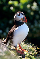 Puffin (Fratercula arctica) - Macareux moine - 17405