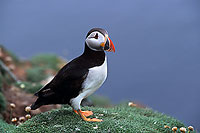 Puffin (Fratercula arctica) - Macareux moine - 17407