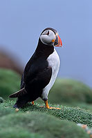 Puffin (Fratercula arctica) - Macareux moine - 17408