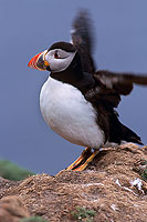 Puffin (Fratercula arctica) - Macareux moine - 17409