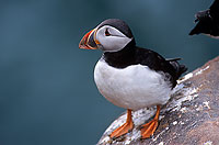 Puffin (Fratercula arctica) - Macareux moine - 17410