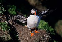 Puffin (Fratercula arctica) - Macareux moine - 17411