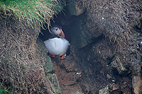 Puffin (Fratercula arctica) - Macareux moine - 17414