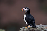 Puffin (Fratercula arctica) - Macareux moine - 17416