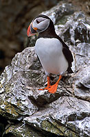 Puffin (Fratercula arctica) - Macareux moine - 17420