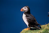 Puffin (Fratercula arctica) - Macareux moine - 17421