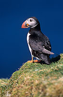 Puffin (Fratercula arctica) - Macareux moine - 17423