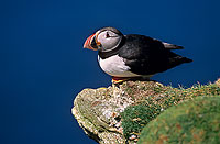 Puffin (Fratercula arctica) - Macareux moine - 17424