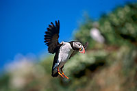 Puffin (Fratercula arctica) - Macareux moine - 17426