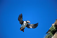 Puffin (Fratercula arctica) - Macareux moine - 17428