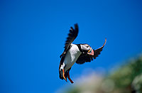 Puffin (Fratercula arctica) - Macareux moine - 17429