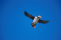 Puffin (Fratercula arctica) - Macareux moine - 17432