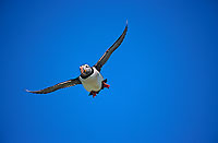 Puffin (Fratercula arctica) - Macareux moine - 17433