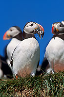 Puffin (Fratercula arctica) - Macareux moine - 17435