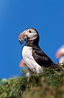 Puffin (Fratercula arctica) - Macareux moine - 17436