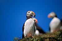 Puffin (Fratercula arctica) - Macareux moine - 17437