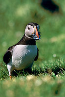 Puffin (Fratercula arctica) - Macareux moine - 17438