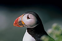 Puffin (Fratercula arctica) - Macareux moine - 17442