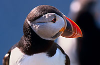 Puffin (Fratercula arctica) - Macareux moine - 17443