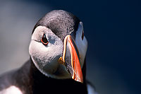 Puffin (Fratercula arctica) - Macareux moine - 17446