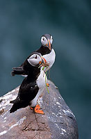 Puffin (Fratercula arctica) - Macareux moine - 17448