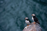 Puffin (Fratercula arctica) - Macareux moine - 17451