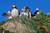 Puffin (Fratercula arctica) - Macareux moine - 17455