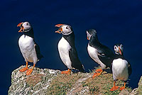 Puffin (Fratercula arctica) - Macareux moine - 17454