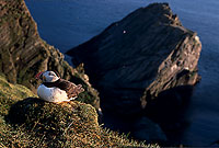 Puffin (Fratercula arctica) - Macareux moine - 17458