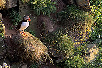 Puffin (Fratercula arctica) - Macareux moine - 17460