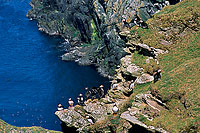 Puffin (Fratercula arctica) - Macareux moine - 17462